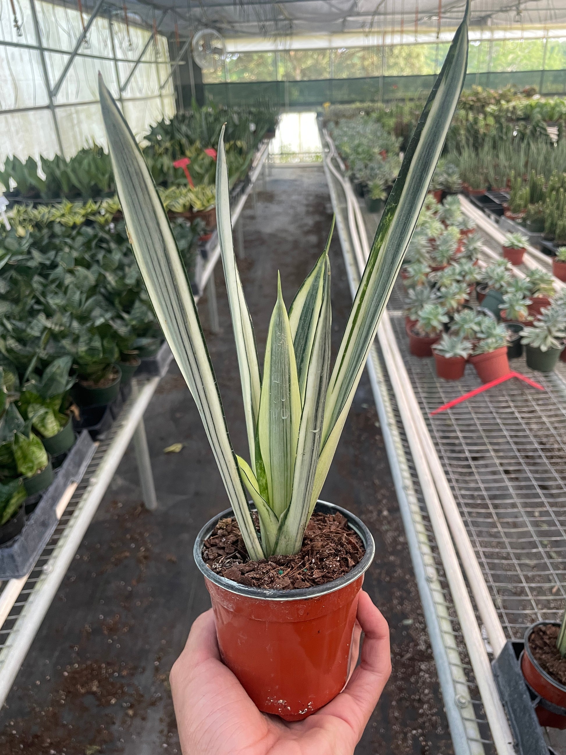 bantel snake plant bare root Snake 'Bantel's Sensation' – T&T Plants and Things