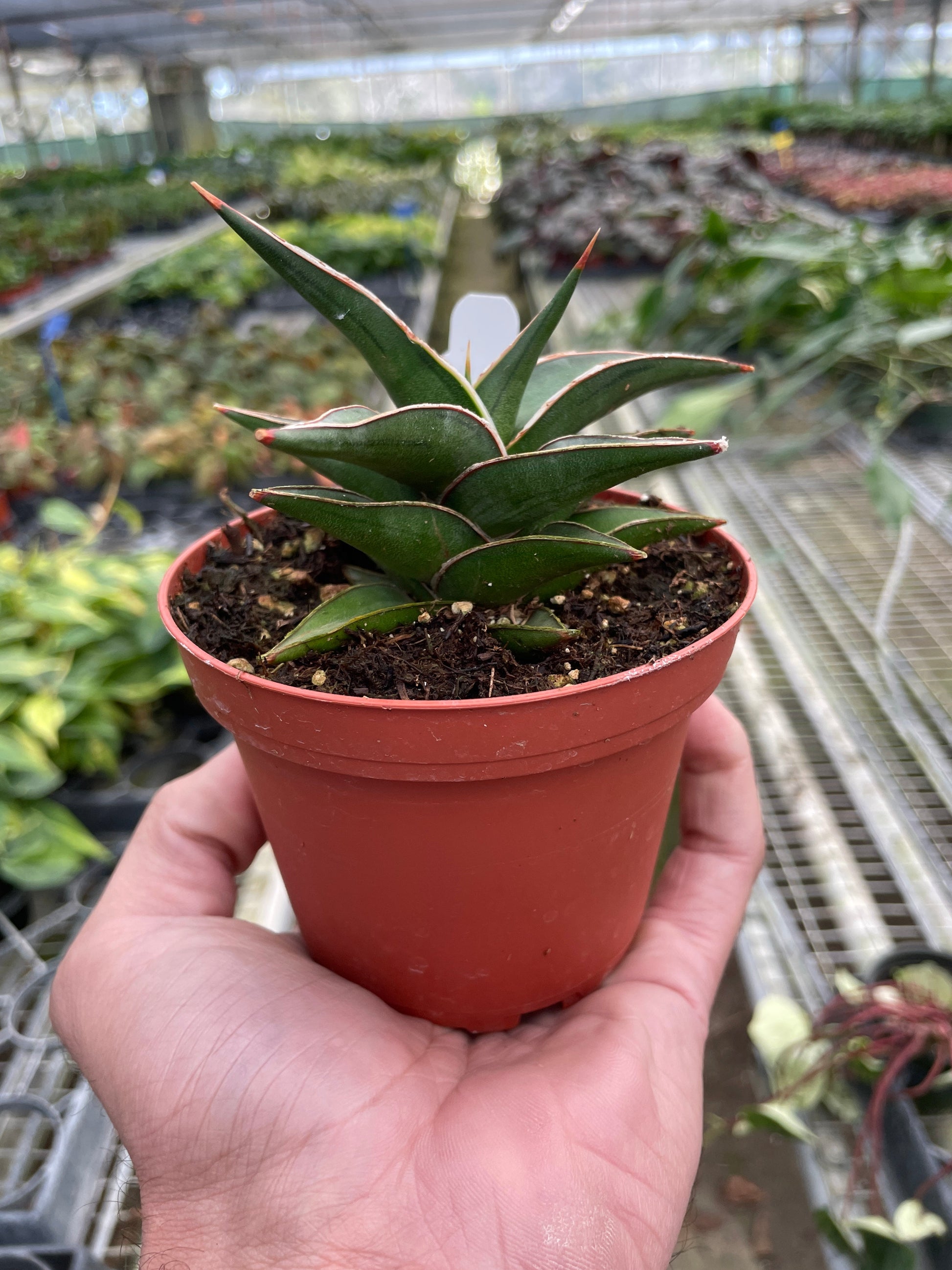 snake plant temps Snake 'Lavranos' – T&T Plants and Things