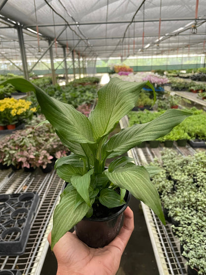 Spathiphyllum 'Platinum Mist'