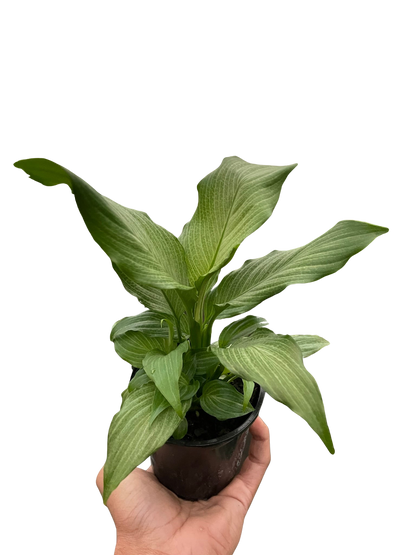 Spathiphyllum 'Platinum Mist'