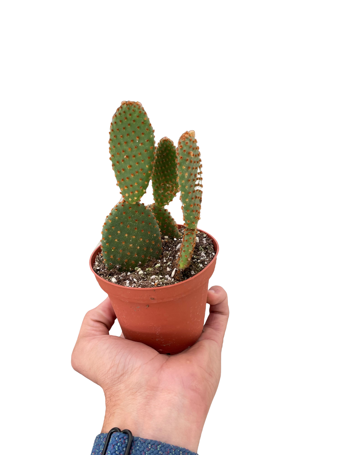 bunny ear succulent for sale Opuntia 'Microdasys' (Bunny Ear Cactus) – T&T Plants and Things