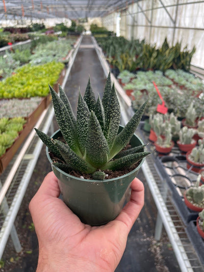 Succulent Gasteria Durban