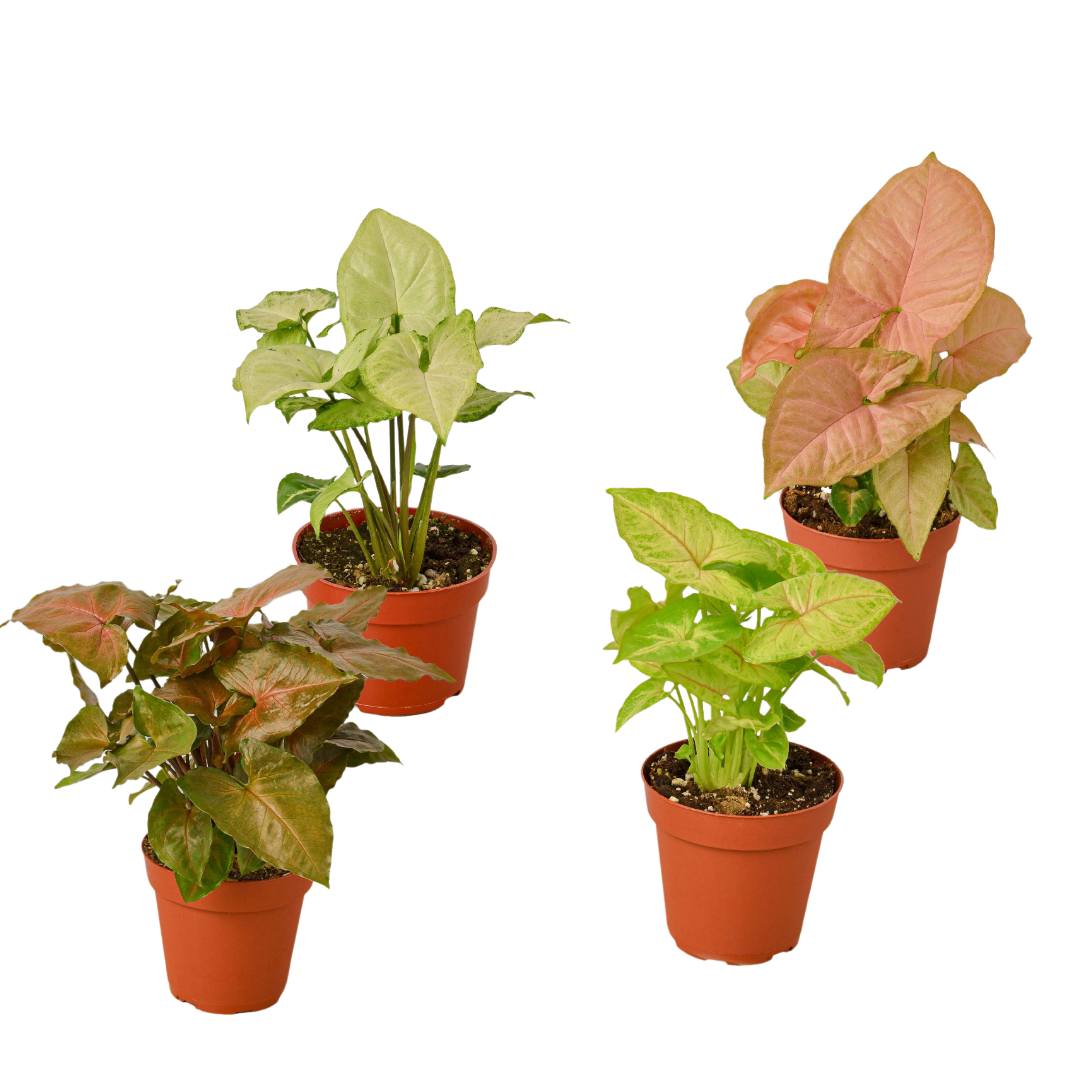 4 Different Syngonium Plants - Arrowhead Plants / 4" Pot / Live Plant