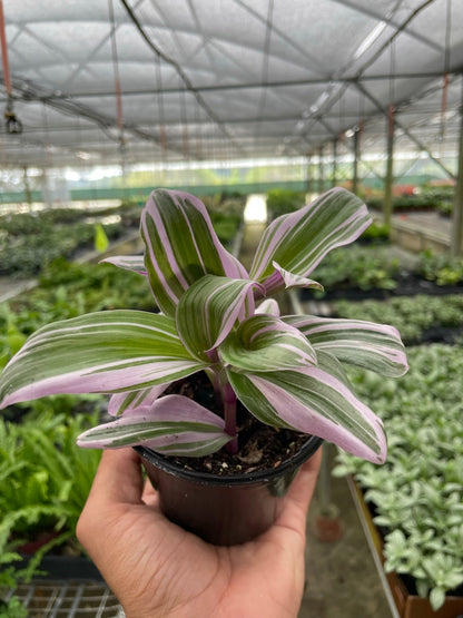 Tradescantia 'Nanouk'