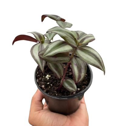 Tradescantia Zebrina 'Wandering Dude'