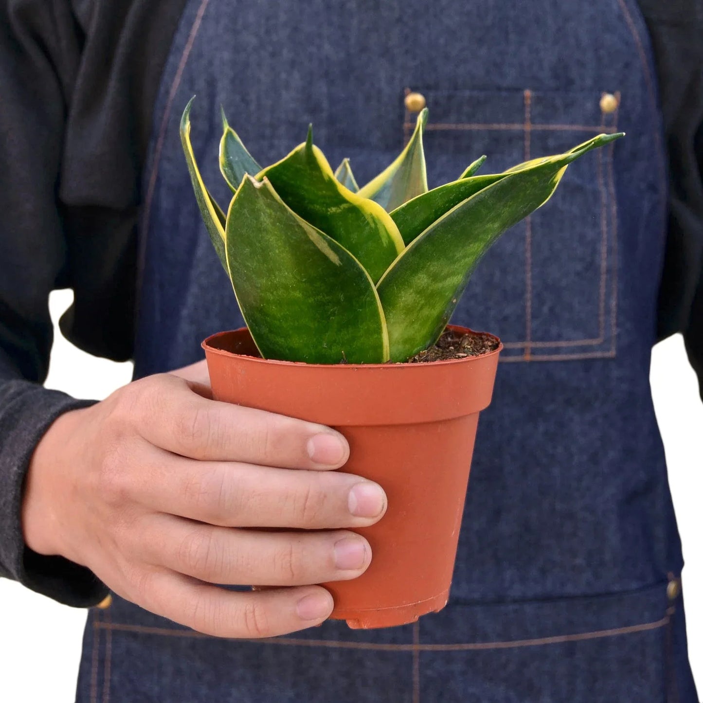 Snake Plant Emerald Star