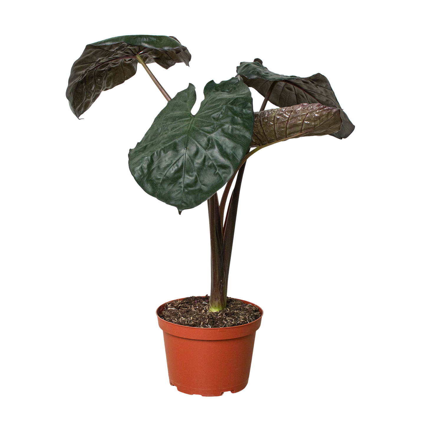 Alocasia 'Serendipity'