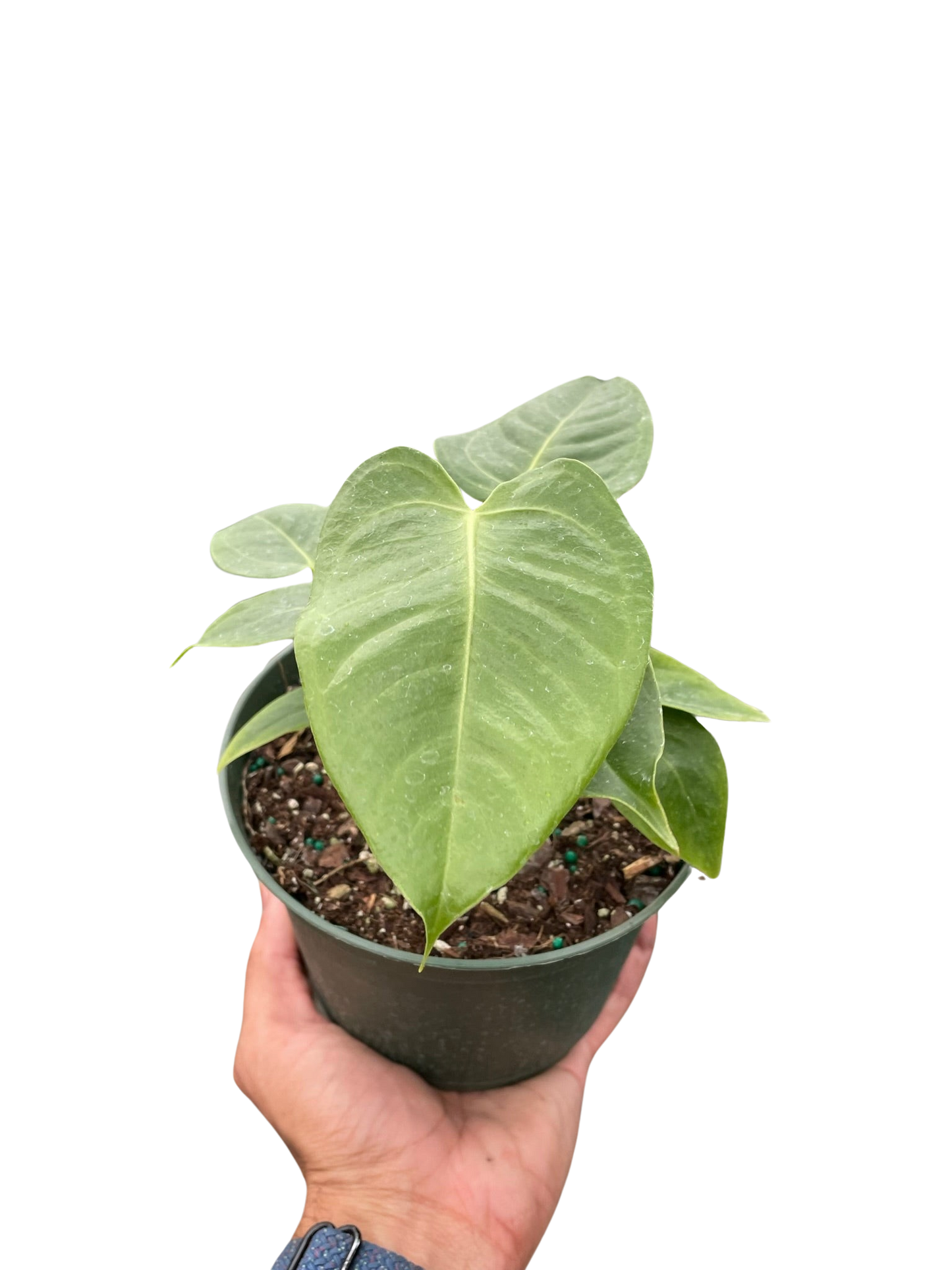 Anthurium 'Veitchii'