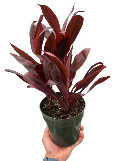 Cordyline 'Calypso Queen'