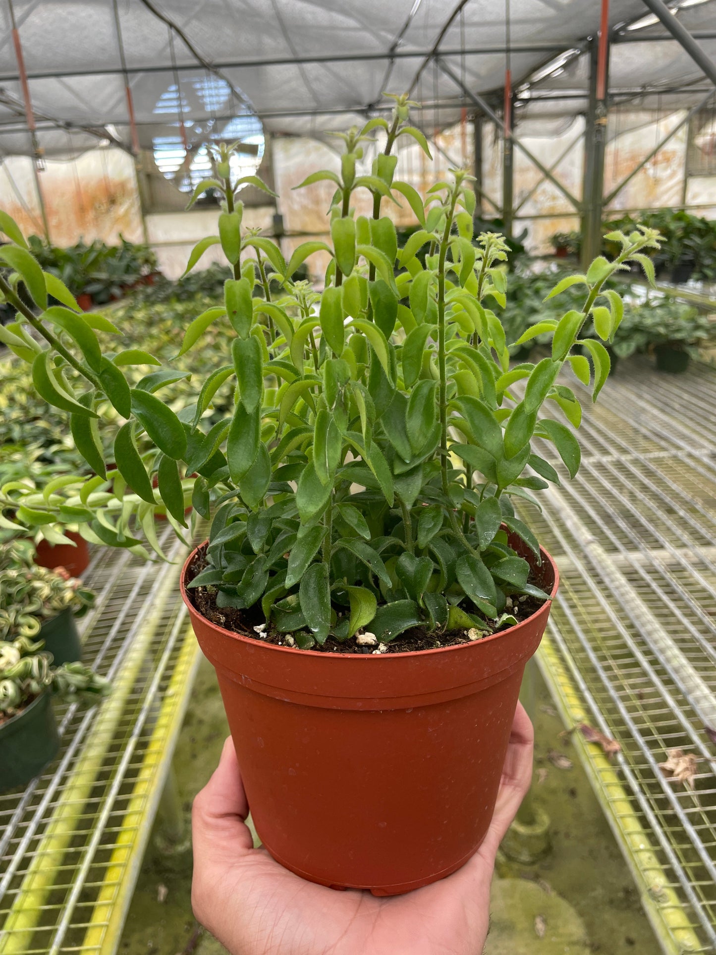 Curly Lipstick Plant