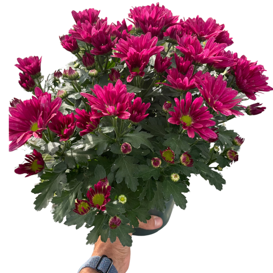 Mums (Chrysanthemum)