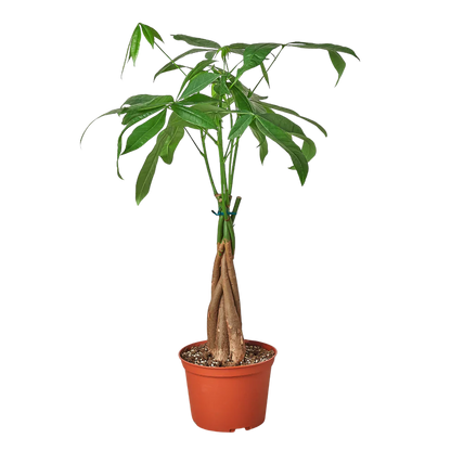 money tree meridian Money Tree 'Guiana Chestnut' Pachira Braid – T&T Plants and Things