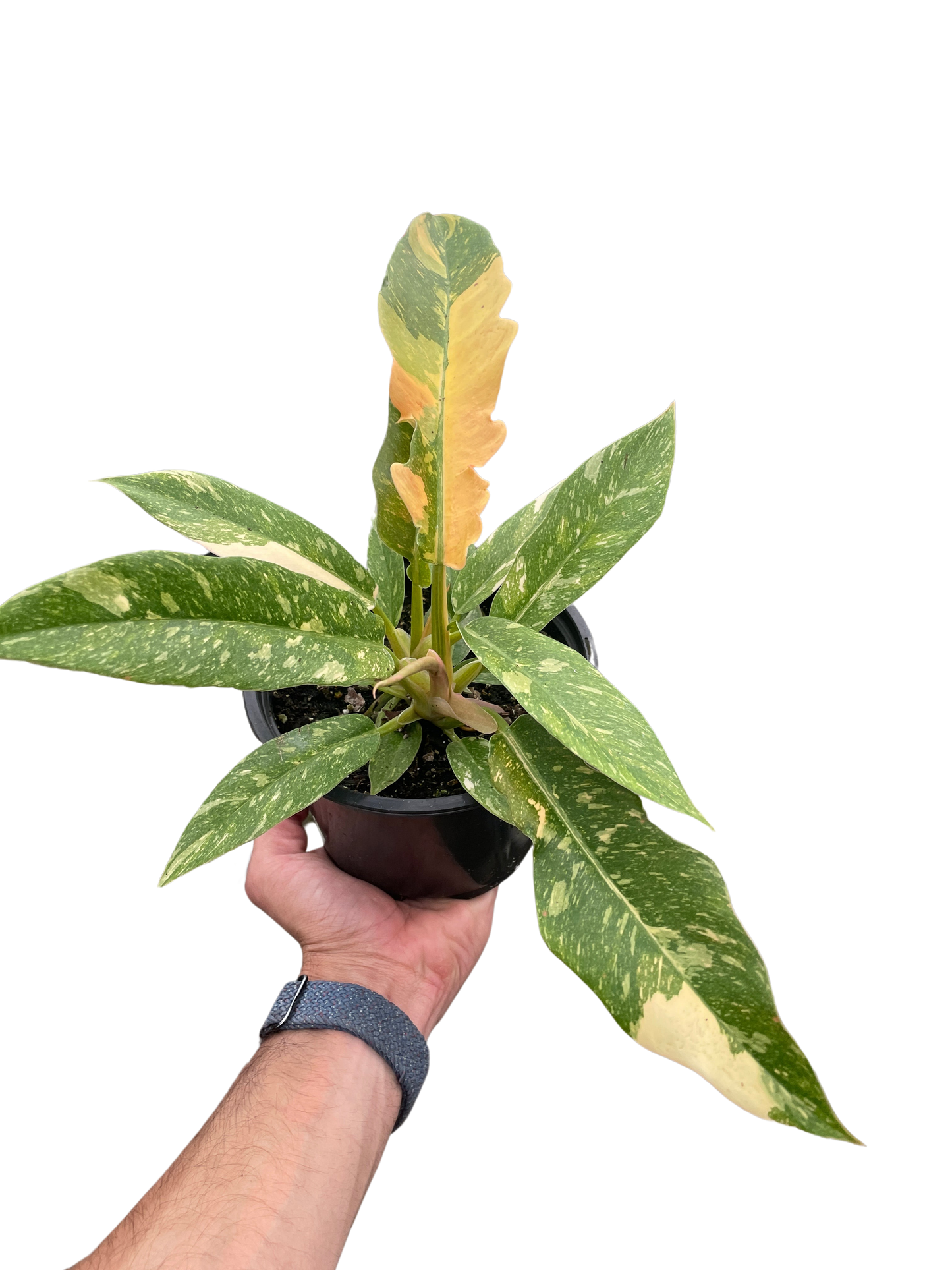 Philodendron 'Variegated Ring of Fire '