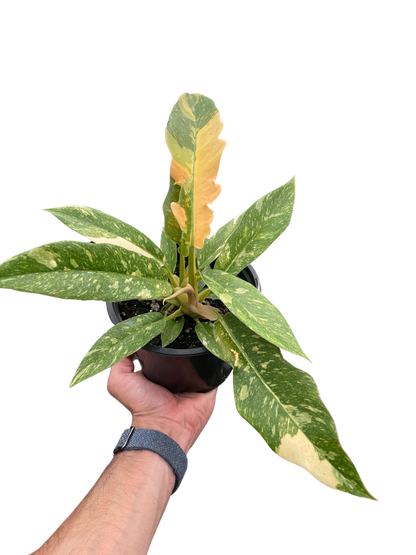 Philodendron 'Variegated Ring of Fire '