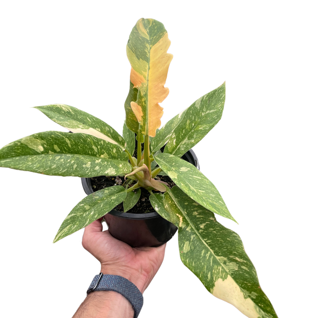 Philodendron 'Variegated Ring of Fire '