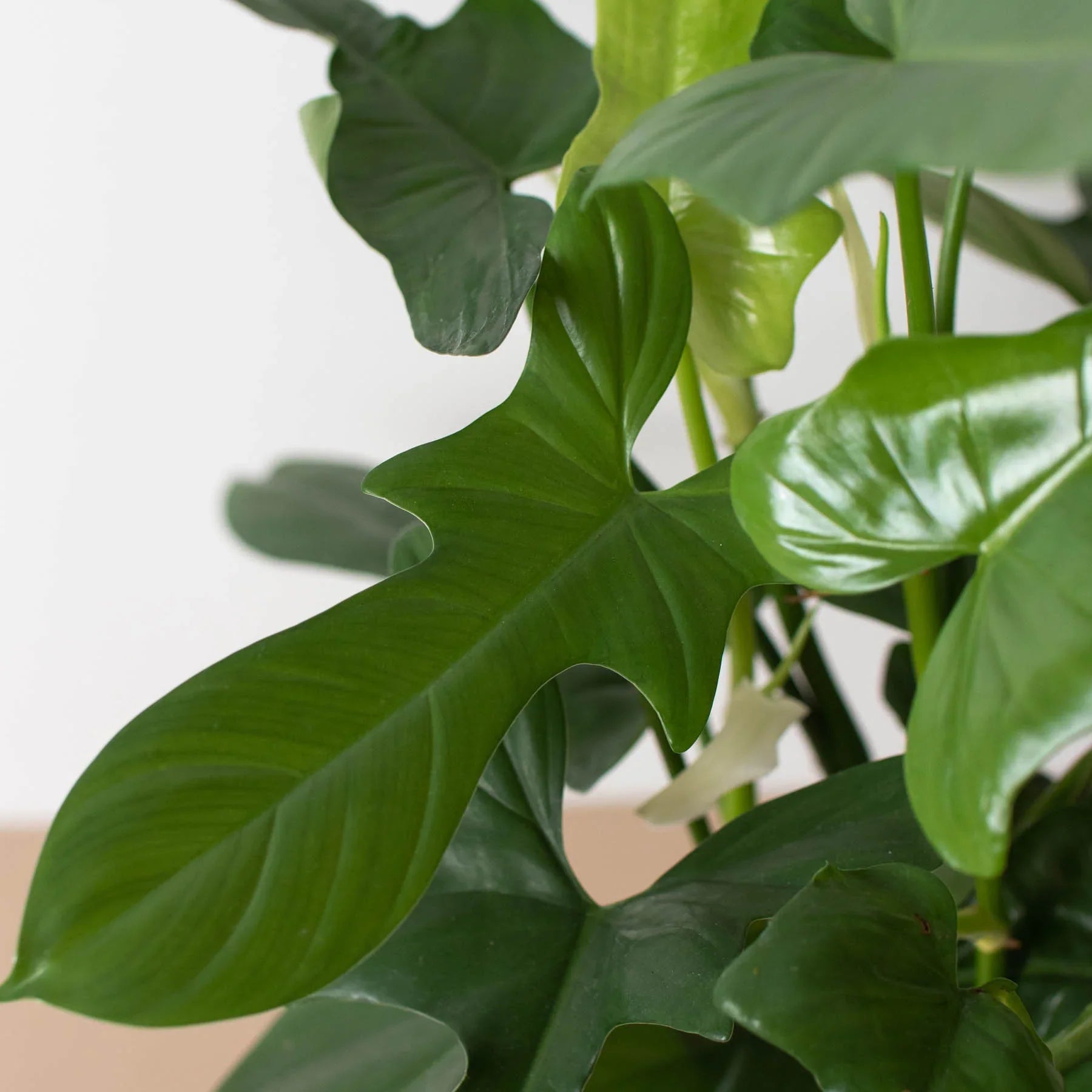 sword philodendron Philodendron 'Silver Sword' – T&T Plants and Things