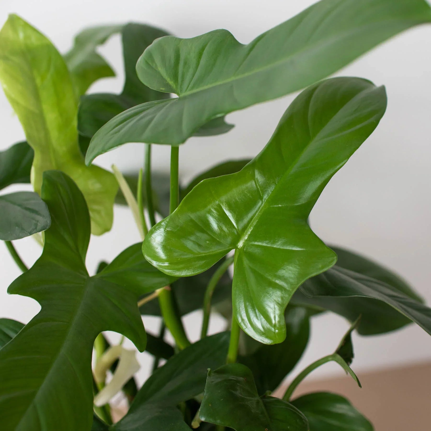 silver sword philodendron Philodendron 'Silver Sword' – T&T Plants and Things