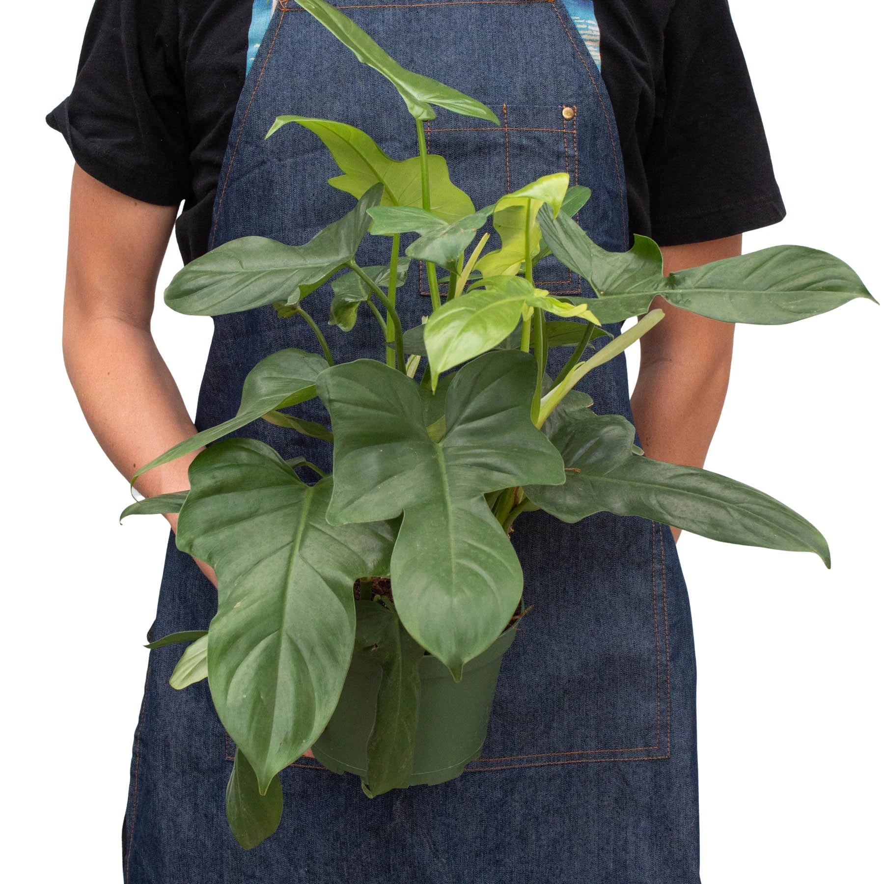 philodendron grey vs silver sword Philodendron 'Silver Sword' – T&T Plants and Things