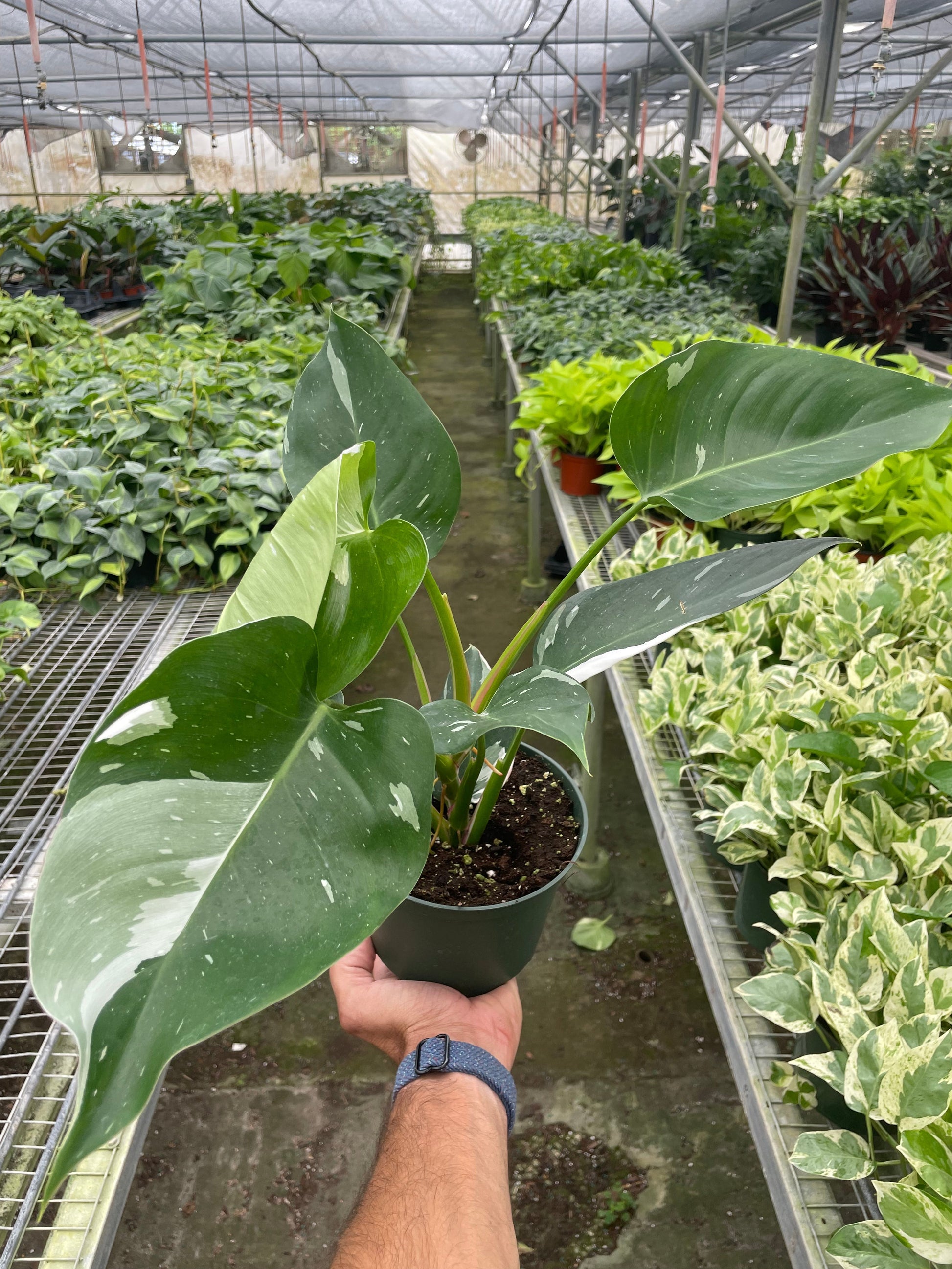 philodendron white princess reverting Philodendron 'White Princess'