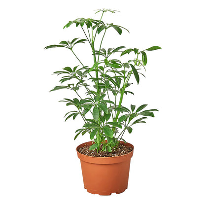 Schefflera Arboricola 'Umbrella'