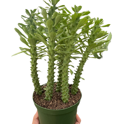 Euphorbia 'Sausage Spurge'