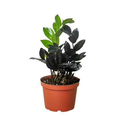 ZZ Zamioculcas 'Black Queen'