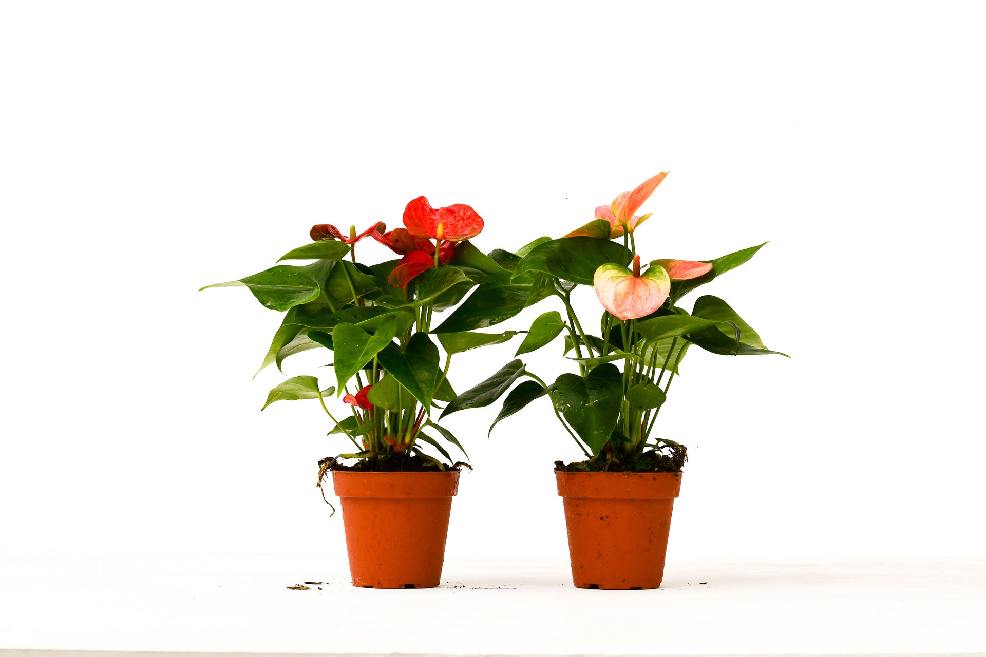 anthurium flower pots 2 Anthurium Variety Pack