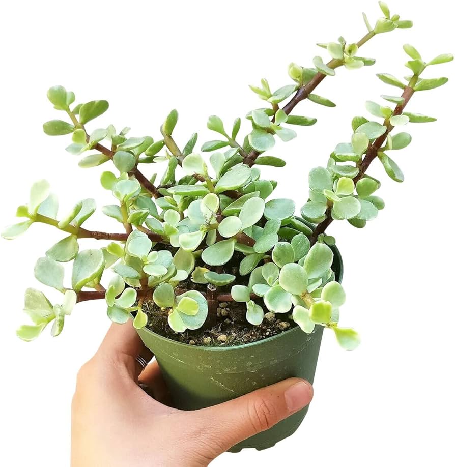 Succulent 'Elephant Bush'