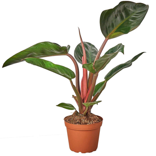 Philodendron 'Congo Rojo'