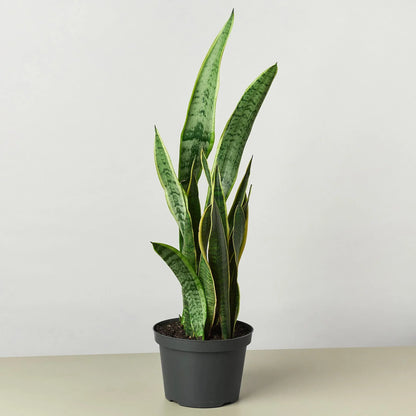 Snake Plant Laurentii