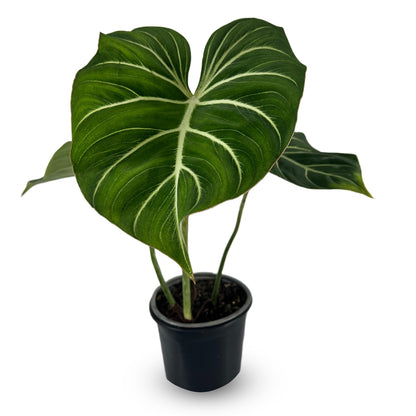 Philodendron Gloriosum 'Zebra'