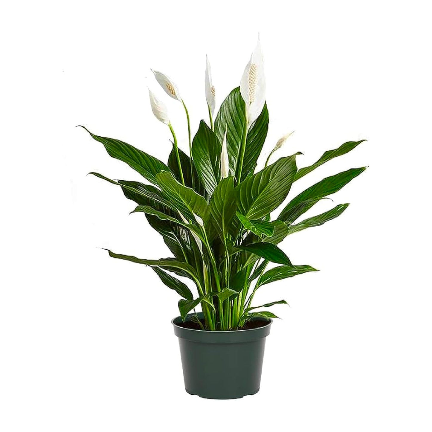 Spathiphyllum 'Peace Lily'