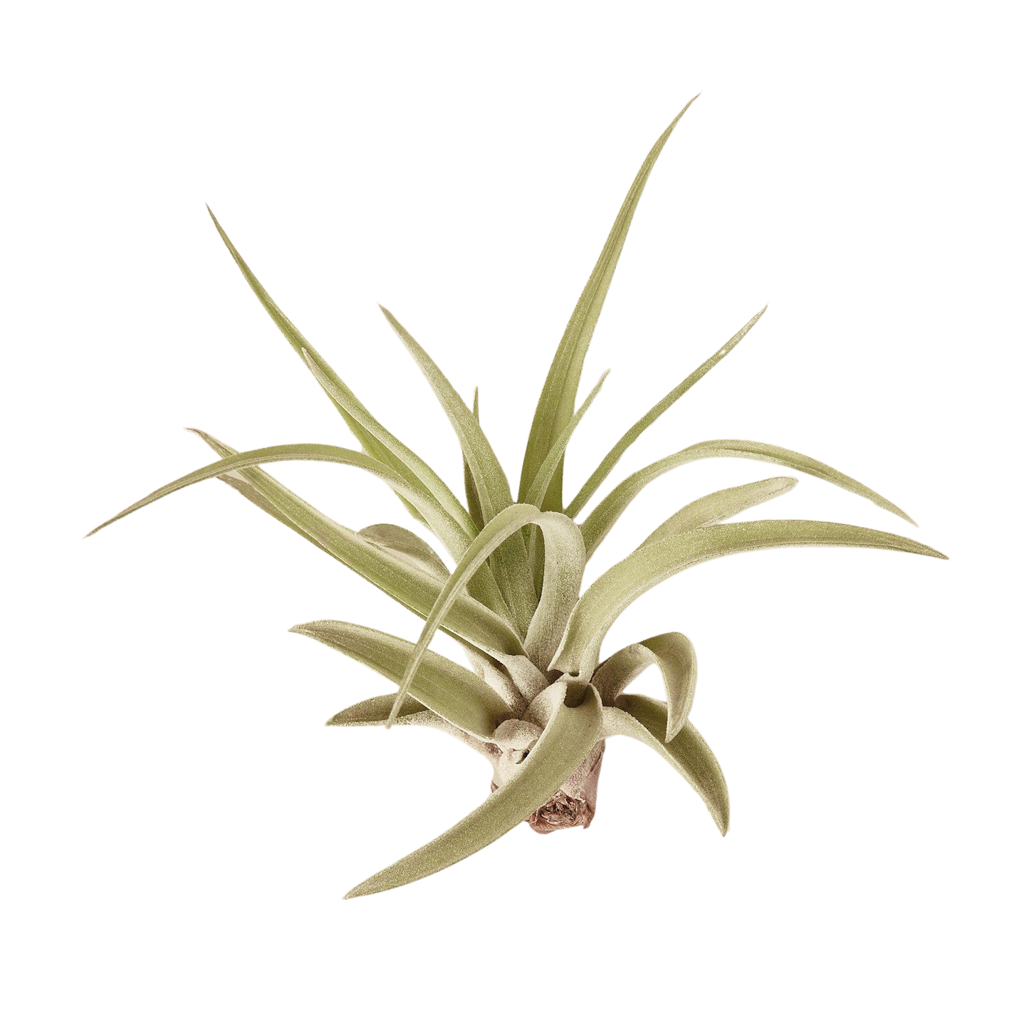 Tillandsia Air Plant Veluntina