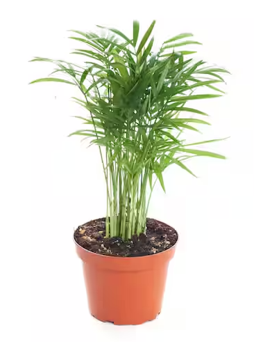 Parlor Palm