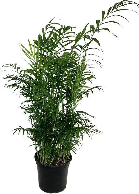 Parlor Palm