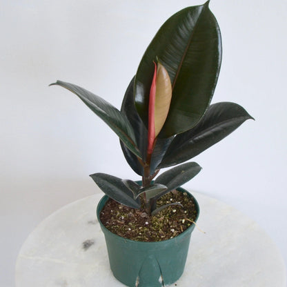 Ficus Elastica 'Burgundy'