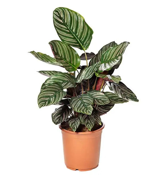 Calathea 'Ornata'