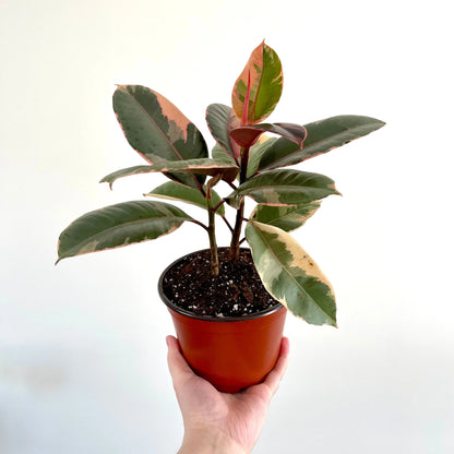 Ficus Elastica 'Ruby Pink'