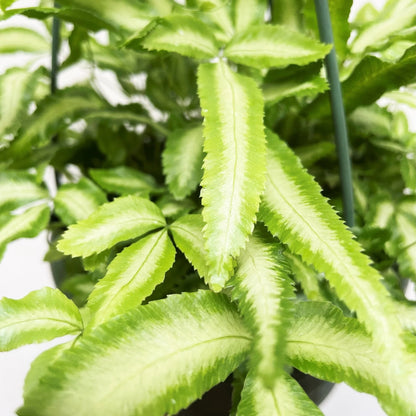 Pteris Cretica 'Albo Fern'