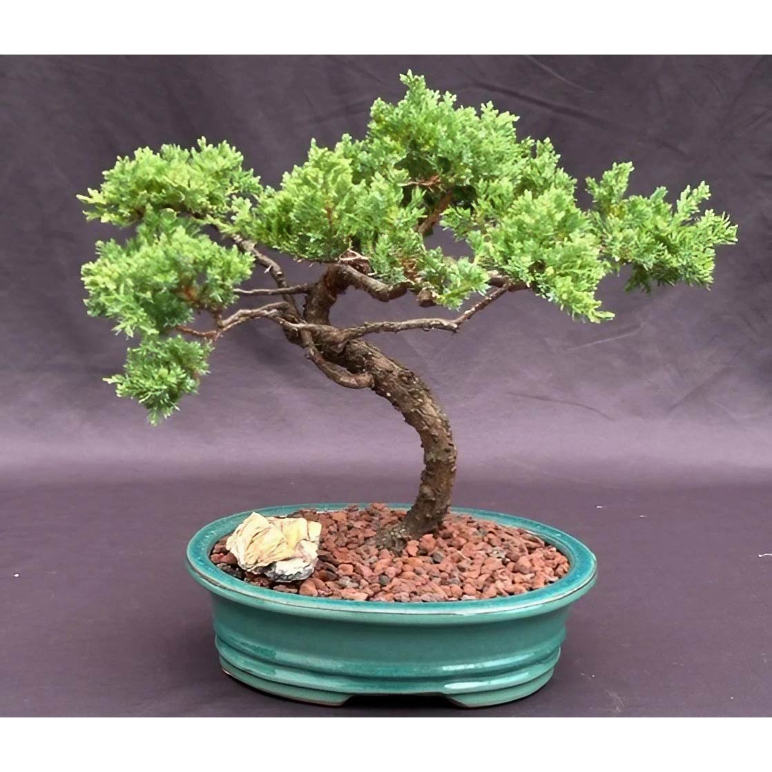 Beer & Bonsai Class March 15th 1-3pm