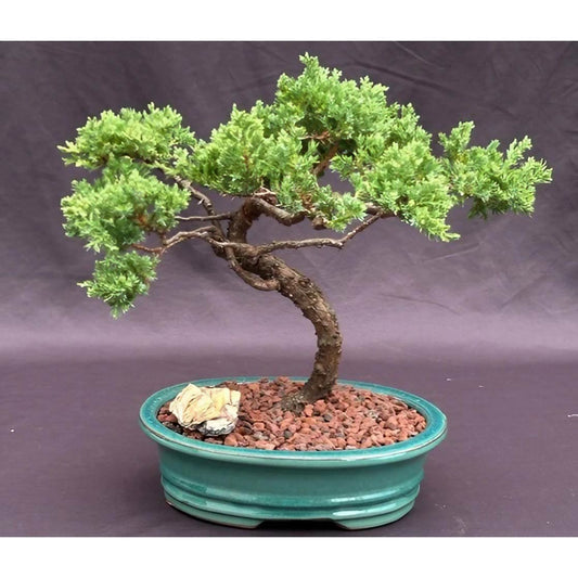 Beer & Bonsai Class March 15th 1-3pm