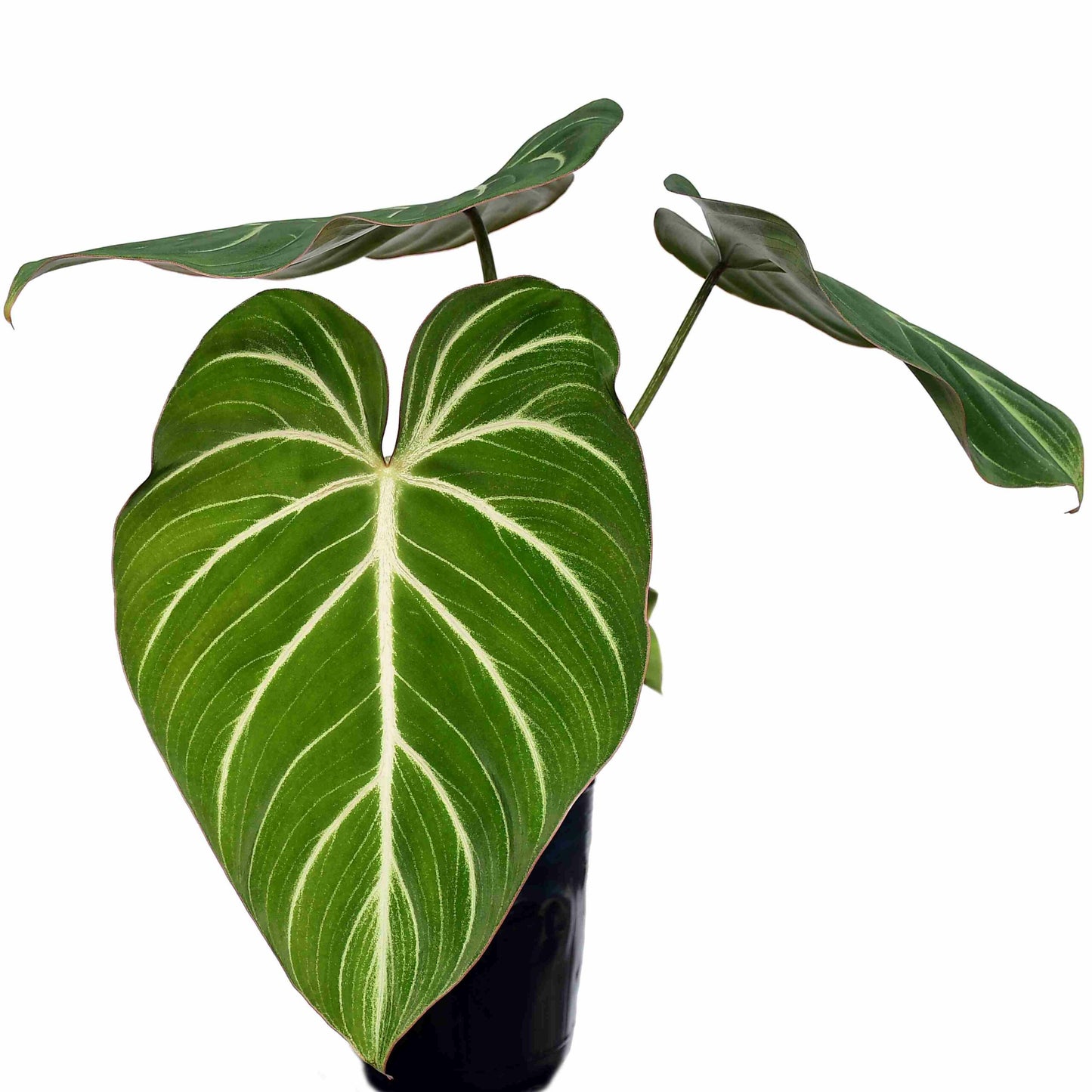 Philodendron Gloriosum 'Zebra'