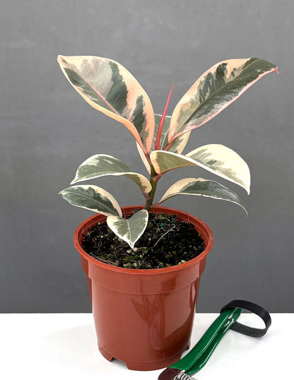 Ficus Elastica 'Tineke'