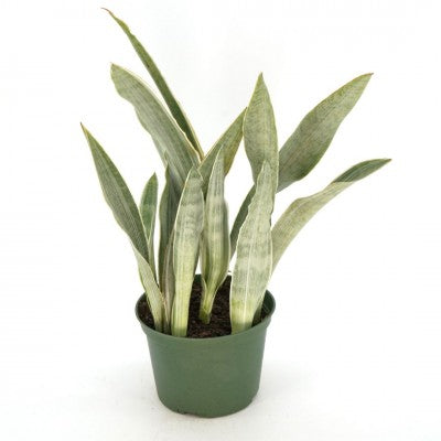 Snake Plant 'Sayuri'