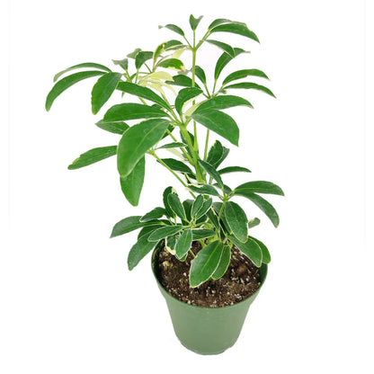 Schefflera Arboricola 'Umbrella'