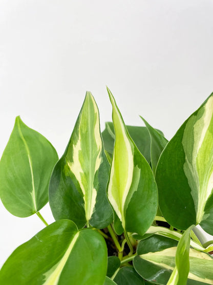 Philodendron 'Silver Stripe'