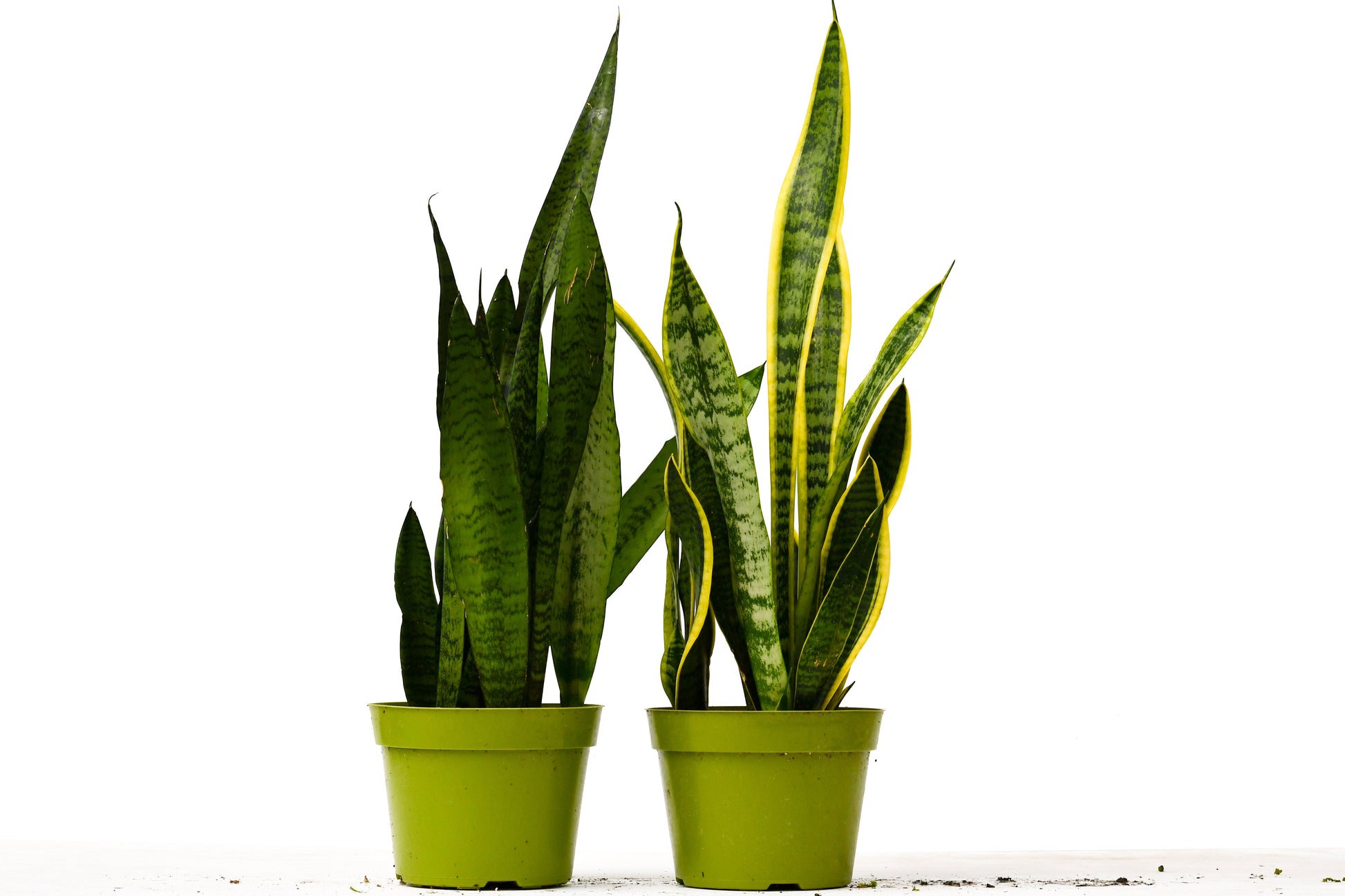 snake plant 6 2 Snake (Sansevieria) Plant Variety Pack