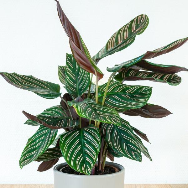 Calathea 'Ornata'