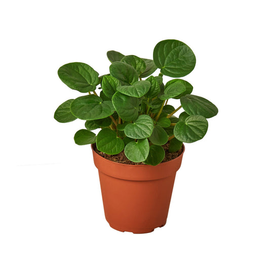 Peperomia 'Rana Verde'