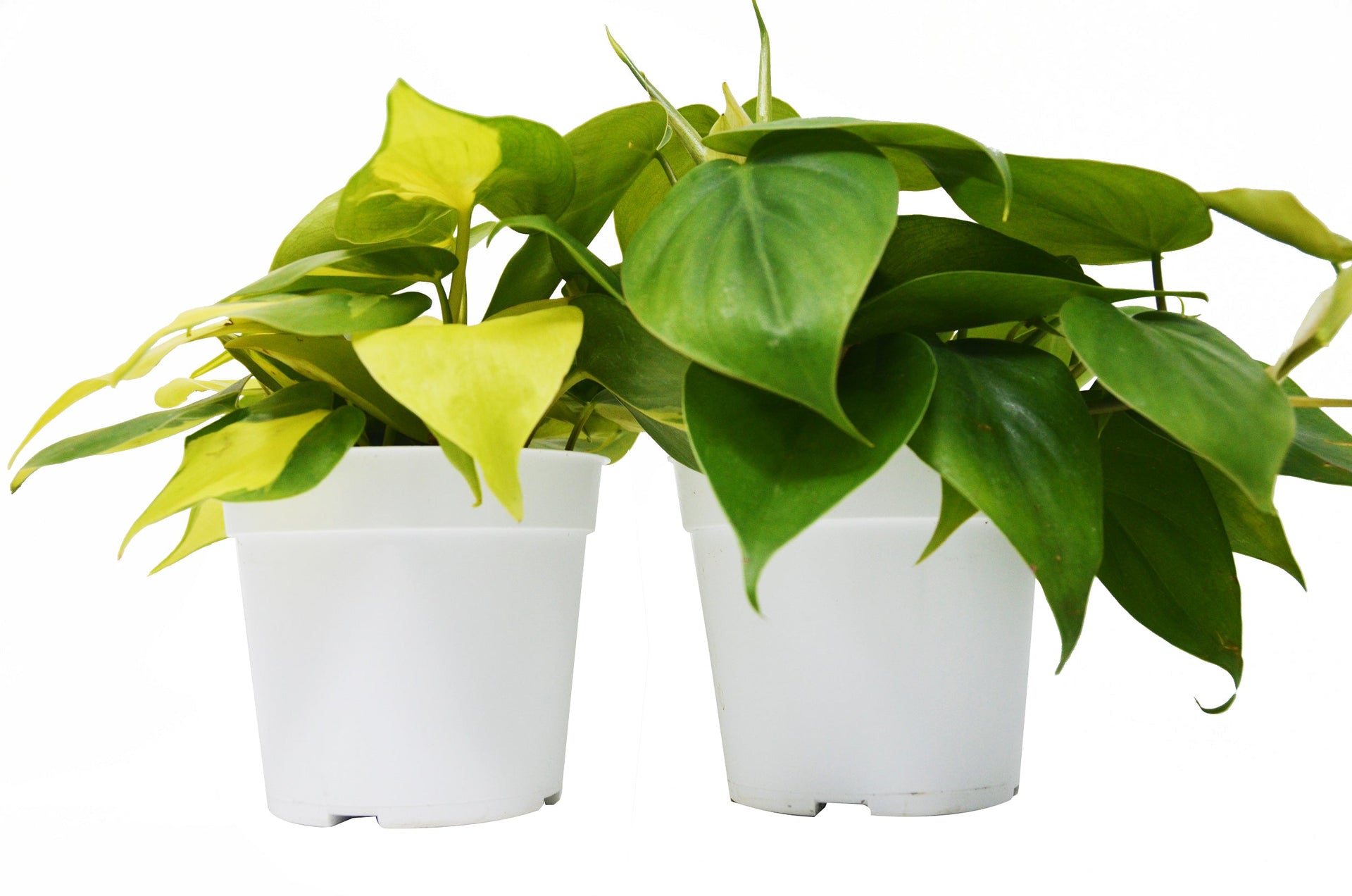 4 inch pot philodendron 2 Philodendron Variety Pack